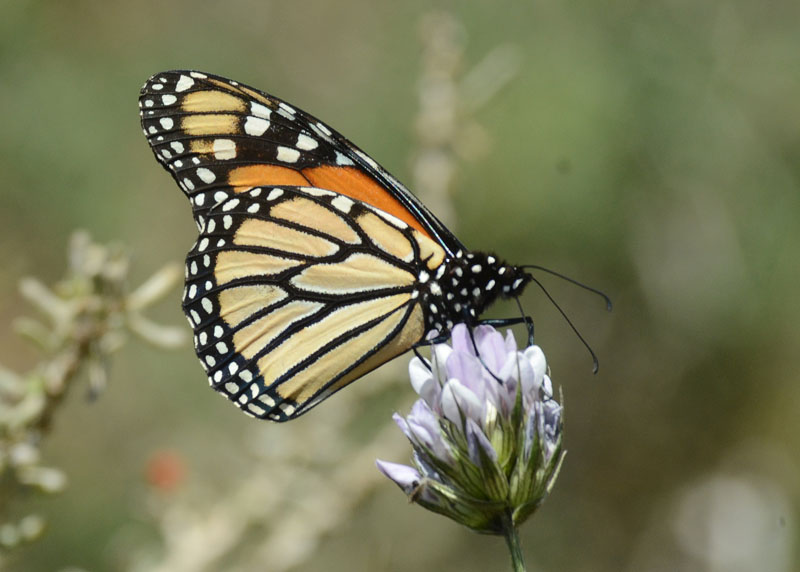 Danaus plexippus m